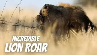 LION ROARING || Kgalagadi black-maned lion roar