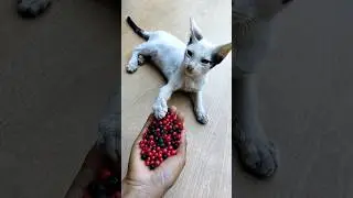 Beads ASMR Satisfying 😻 Reverse Cat Fun#shorts #cat #asmr #beads #satisfying