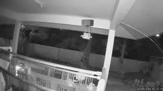 Male atlas moth in flight, night vision camera. 1st arrival
