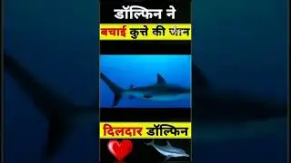 डॉल्फ़िन ने कुत्ते को शार्क से बचाया। dolphin saves dog from shark.