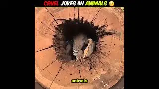 Жестокие шутки над животными 😰 #шорты