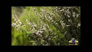 ZEALANDA Manuka Propolis Throat Spray - The Original Formula