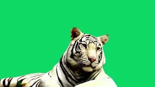 GREEN SCREEN WHITE TIGER ANIMATED HD  | FREE TO USE GRAPHICS ANIMATIONS
