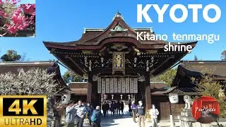 【4K】Kyoto Japan  in Kitano Tenmangu shrine  ~Breathtaking views of plum blossoms~