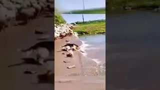 Dog Saves Lamb From Water #shorts
