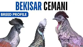 Bekisar Cemani Chicken Breed Profile History Health Issues - Bekisar Cemani Egg Ratio Lifespan