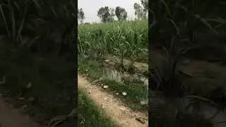 Panjab green land