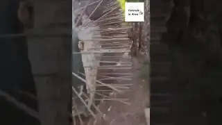 Russian Bukhanka with anti-drone protection.