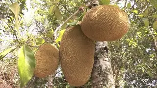 Hechos del Agro - Cosecha de yaca