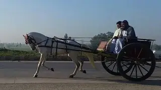 Peshawar Horse Race Try