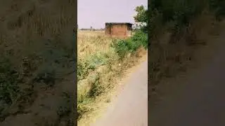 Overview of road side in my village #nature #farming #flowers #villagelife #roadlayout