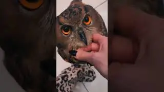 The wild European Eagle owl | Endangered Species #saveanimals #shorts