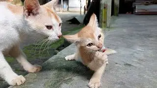 A cat is playing with raw fish | Cat try to eat fish