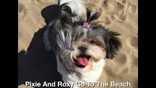 Pixie and Roxy Go To The Beach