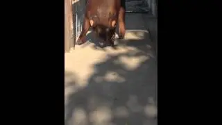 How to get a pig to walk