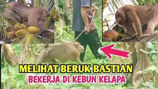 MELIHAT BERUK BASTIAN BEKERJA DI KEBUN KELAPA