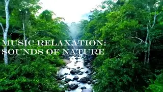 Music Relaxation : Sound of Nature, Bird and River. Therapy for deep sleep.