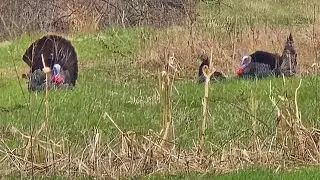 Pennsylvania Spring Gobblers strutting in the food-plot again