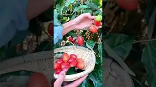 These ripe Bastard Oleaster are my childhood  #short