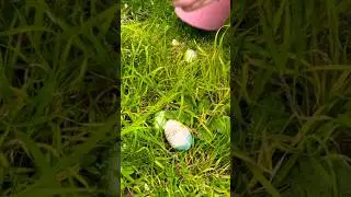 I found ‼️100‼️Eggs From Easter Bunny 🐰😅egg hunt! #easter #egghunt #easteregg