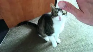 Teaching Cute clever Cat how to hi5
