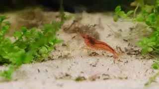 Purple Mystery snail, Otocinclus, Sakura Red cherry shrimp #shorts