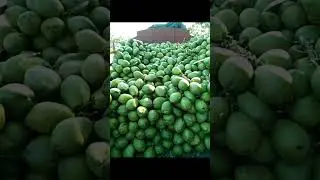 📞8210556731 Pollachi Tender Coconut Available Call Us 4 Wholesale Business 8210556731#shorts#coconut