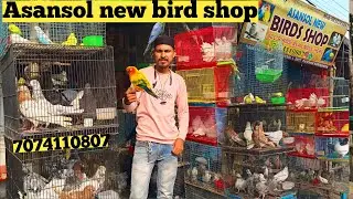 Asansol bird market//west bengal bird shop/asansol me tota kahan milta hai