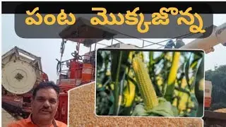 Crop corn/#corn sheller/#Popcorn