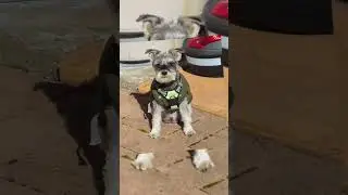 Schnauzer cuteness overload 🐾💙 Meet this little legend! @austechandnature 🐶✨