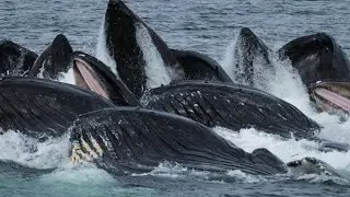 Meet the Ocean Podcast - Alaska Whale Foundation