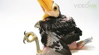 A one month old toco toucan (Ramphastos toco) at the North Florida Wildlife Center in Lamont.