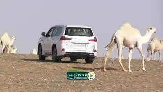 يا شــــين وادي الرشا من عقب عكروشه كلمات الشاعرعيد بن مقحم بن حنس العتيبي