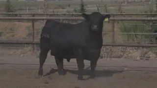 Lot 93 - VAR Ten X 5108 -- Vintage Angus Ranch