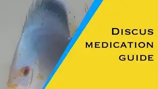 How to select the right medicines for sick Discus fish.