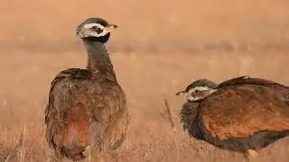 Blue Korhaan in the Frost - Barkly East