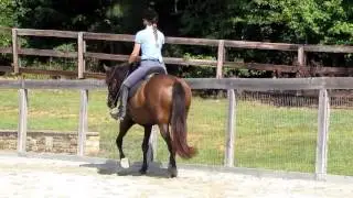 DEM Trina - Beautiful, Talented Lusitano mare for sale