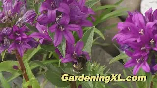 Bellflowers in the Garden
