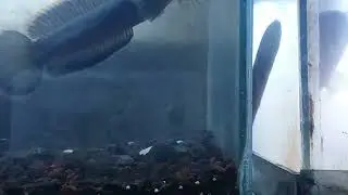 ikan cana limbata