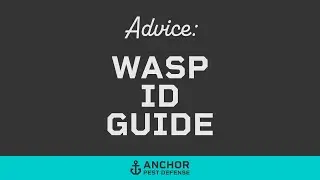 Wasp Identification Guide: Video 1of 5