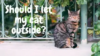 Should I let my cat outside?