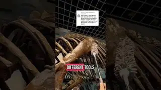 Dusting Dinosaurs: The Tools #sciencemuseum #naturalhistorymuseum #palaeontology