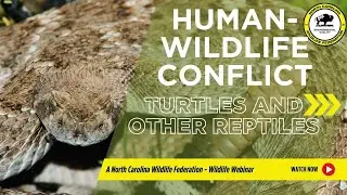 Human-Wildlife Conflict Resolution: Turtles and Other Reptiles - North Carolina Wildlife Federation
