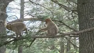 Barbary Macaque Apes - Ifrane National Park - #morocco