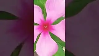sweet garden #bird sound #green grass