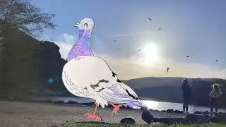 'PIGEONS' - A Creative Natives and Key to Work creative collaboration.