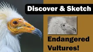 Learn All About Vultures (Including a Sketching Demonstration)