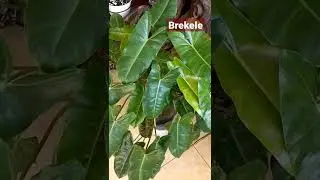 Brekele #shorts