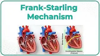 Frank-Starling Mechanism🫀Preload & Afterload Explained | USMLE Step 1 CVS Physiology Made Easy