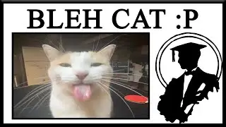 The Bleh Cat Is Silly :P